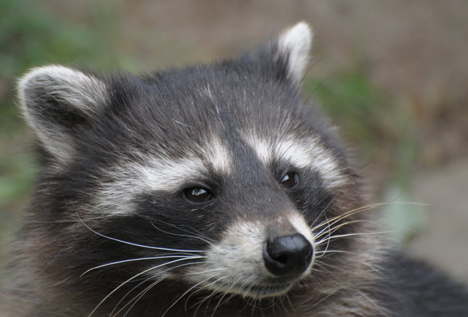 Waschbärportrait