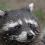 Waschbärportrait