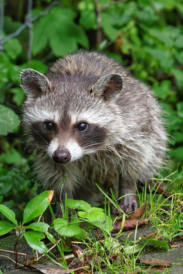 Waschbär/Racoon