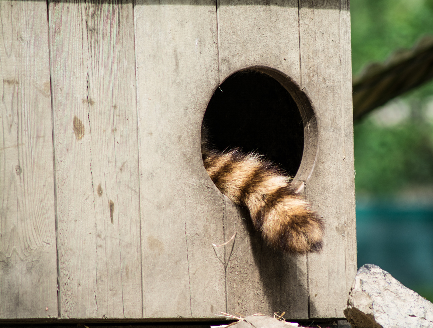 Waschbärschwanz beim Mittagsschlaf