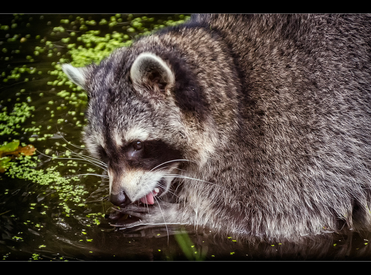 Wasch(bär)tag