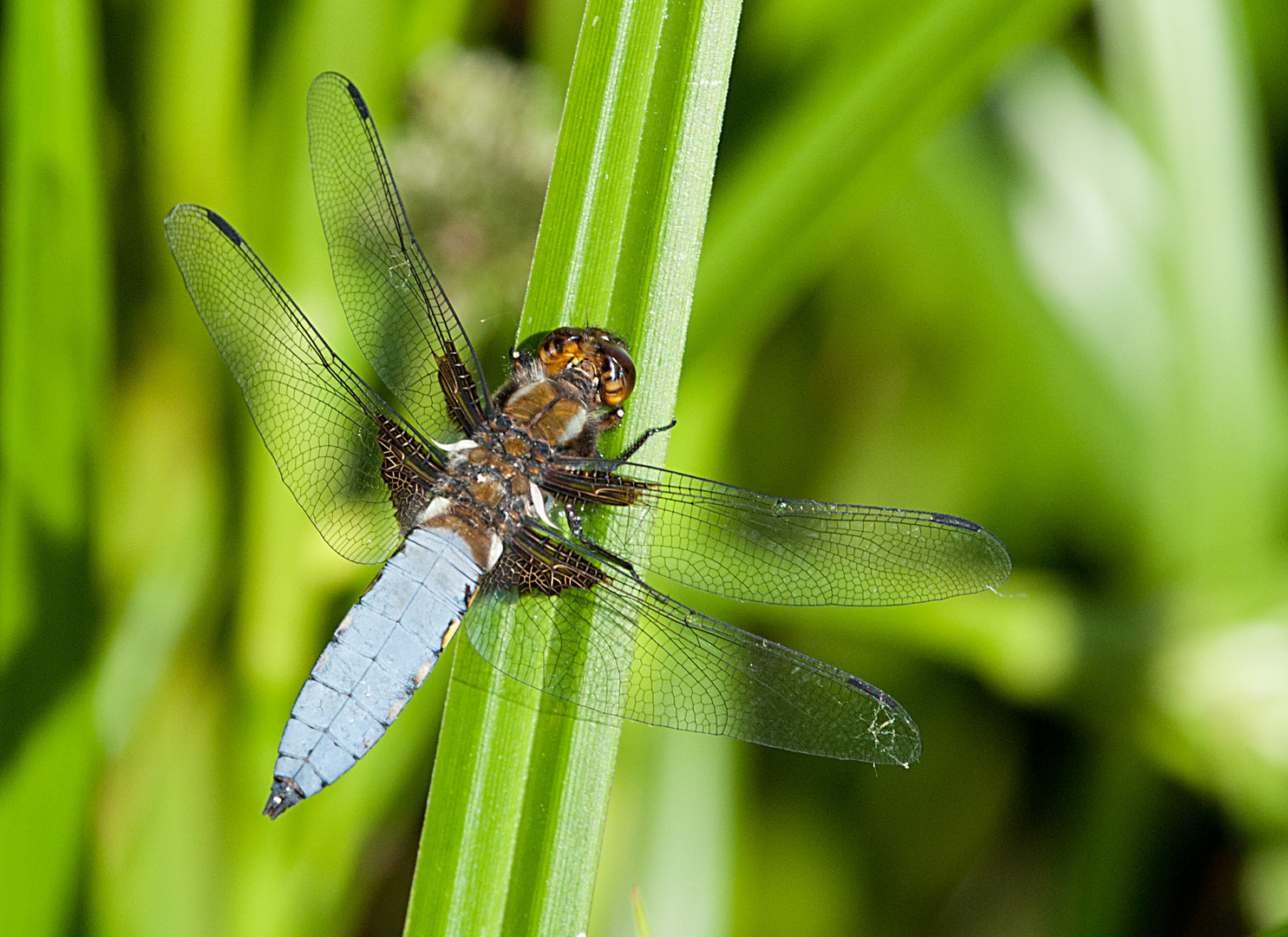 Waschbrettbauch