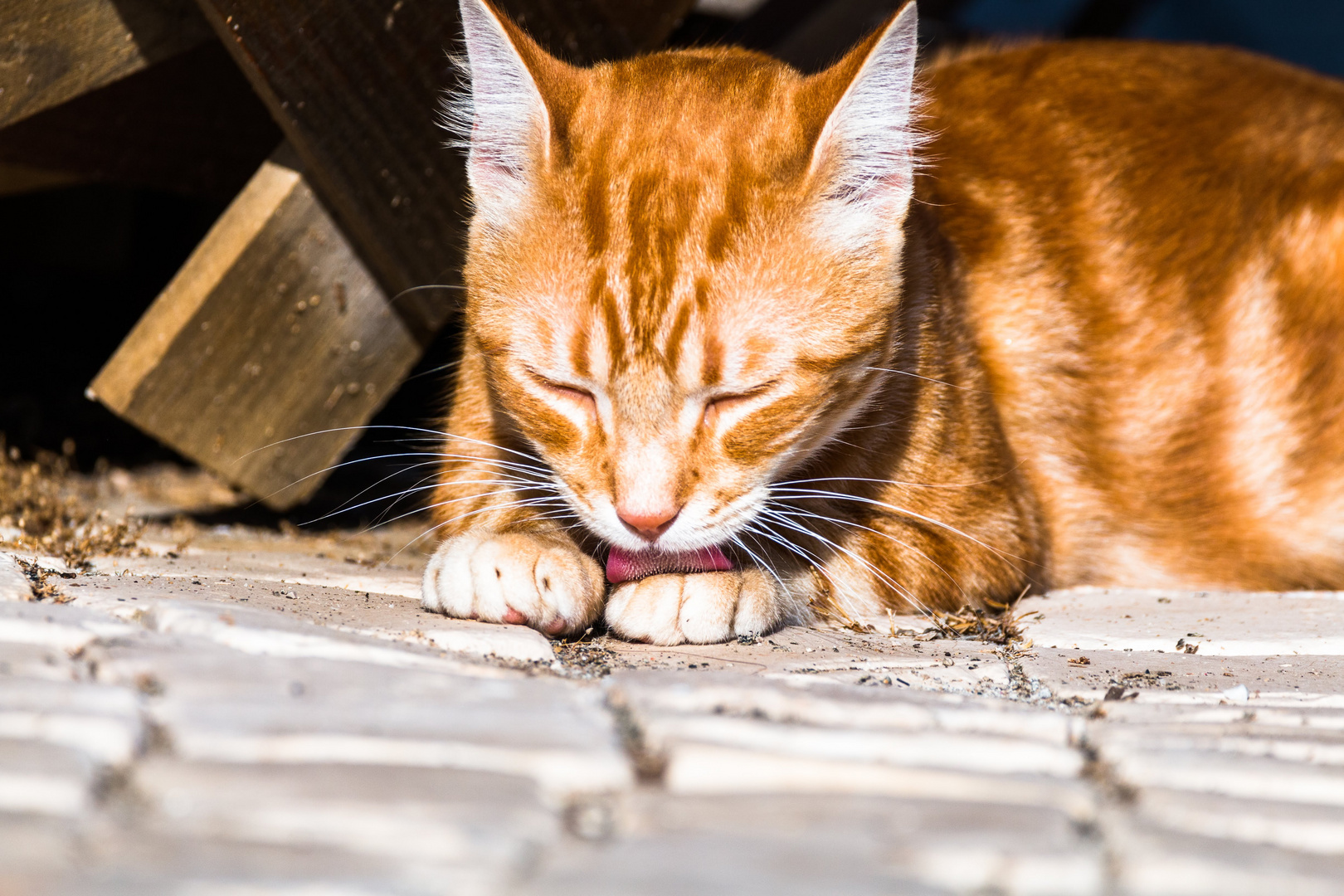 Wasche meine Pfoten in Unschuld