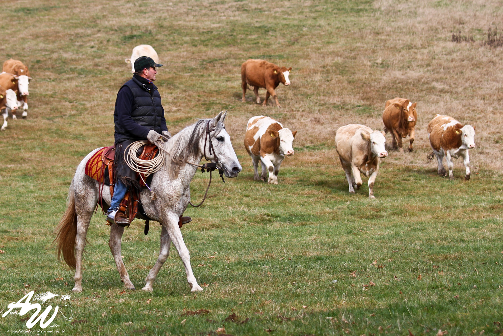 -Waschechter Cowboy beim Viehtrieb-