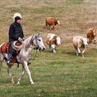 -Waschechter Cowboy beim Viehtrieb-