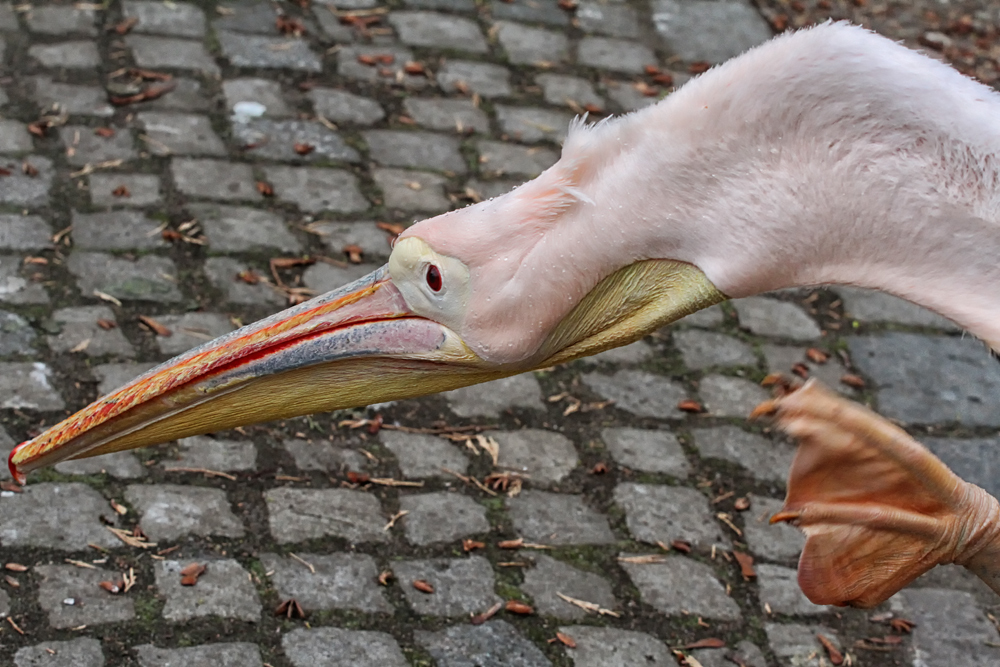 waschen, nicht kratzen