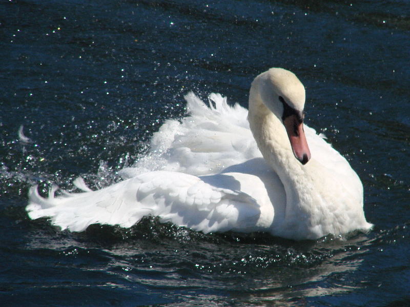 waschender Schwan Foto & Bild | tiere, wildlife, wild lebende vögel