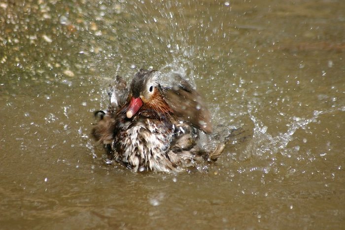 Waschtag