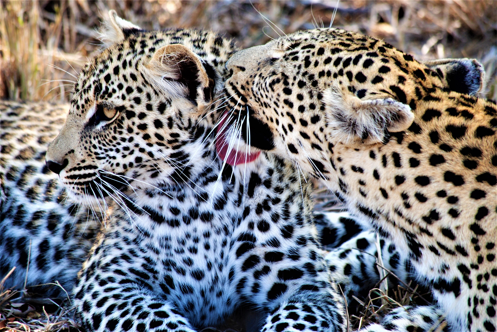 Waschtag bei Familie Leopard