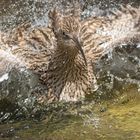 Waschtag beim großen Brachvogel