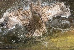 Waschtag beim großen Brachvogel