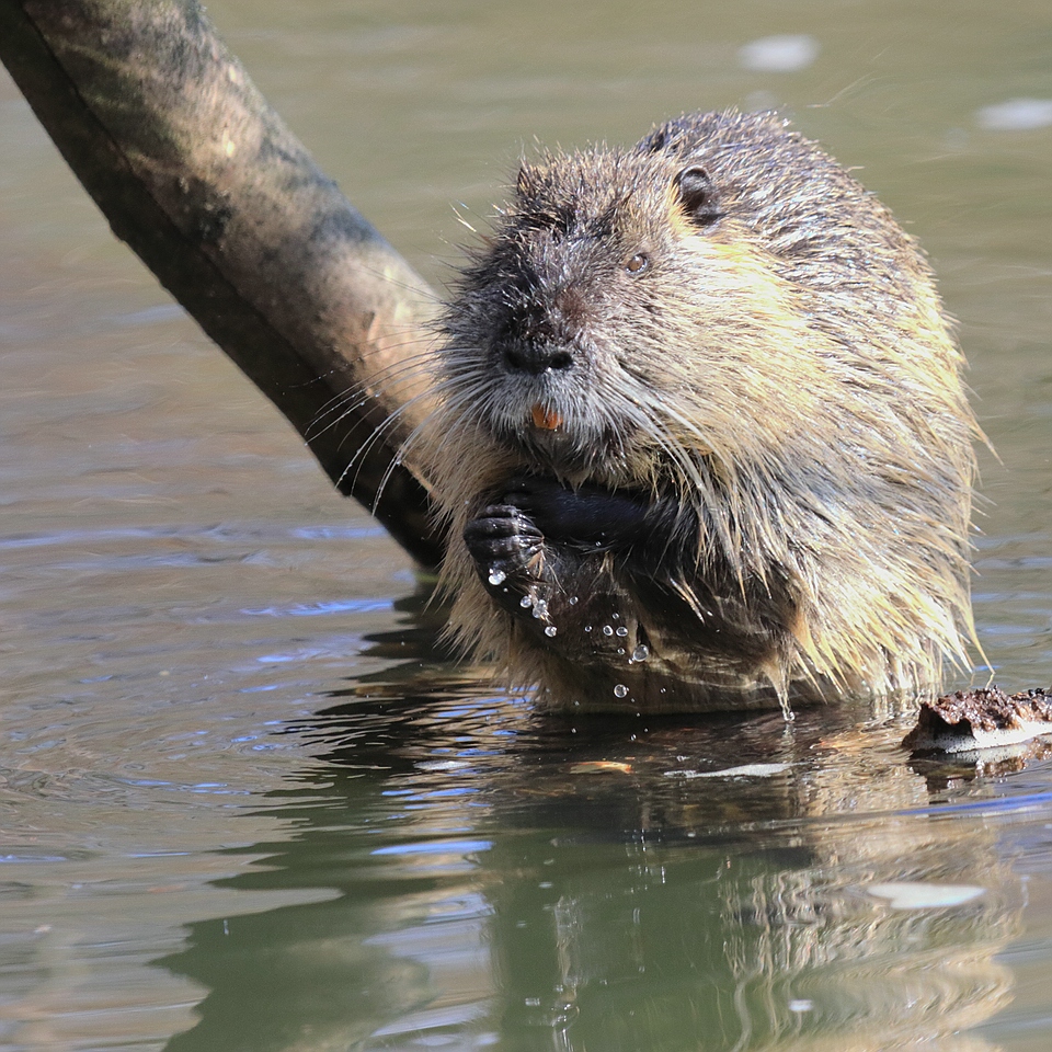 Waschtag beim Nutria