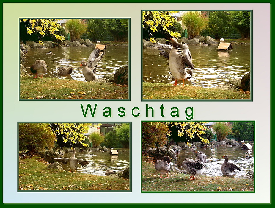 Waschtag der Gänse