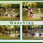 Waschtag der Gänse