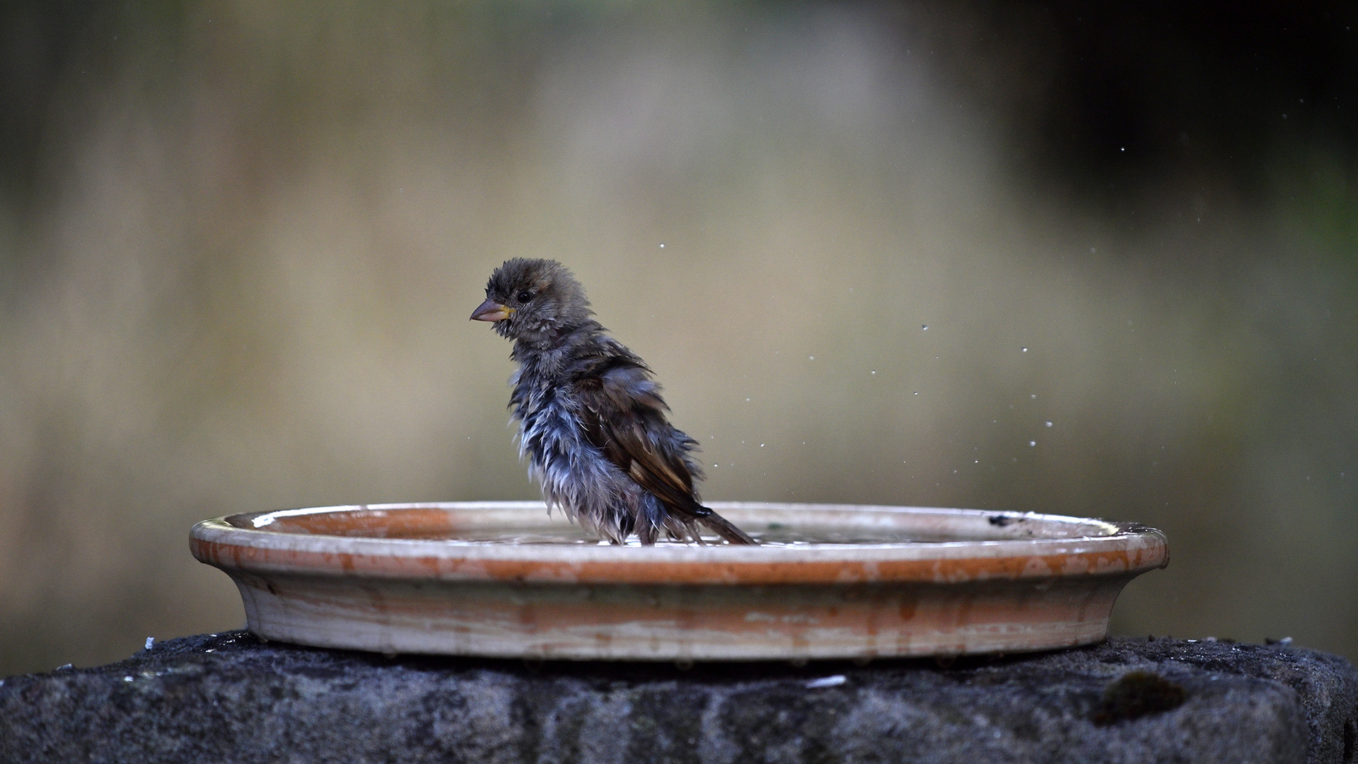 Waschtag