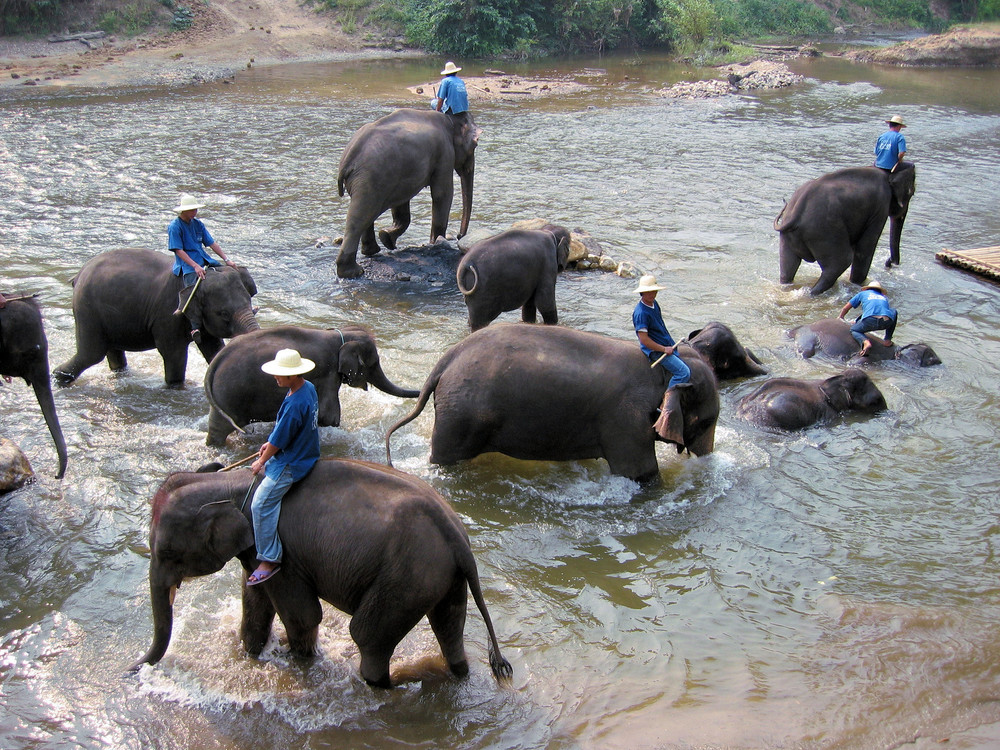 Waschtag im Elefantencamp, Nordthailand