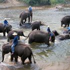 Waschtag im Elefantencamp, Nordthailand