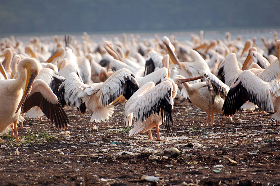 Waschtag im Lake Nakuru Nationalpark