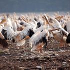 Waschtag im Lake Nakuru Nationalpark