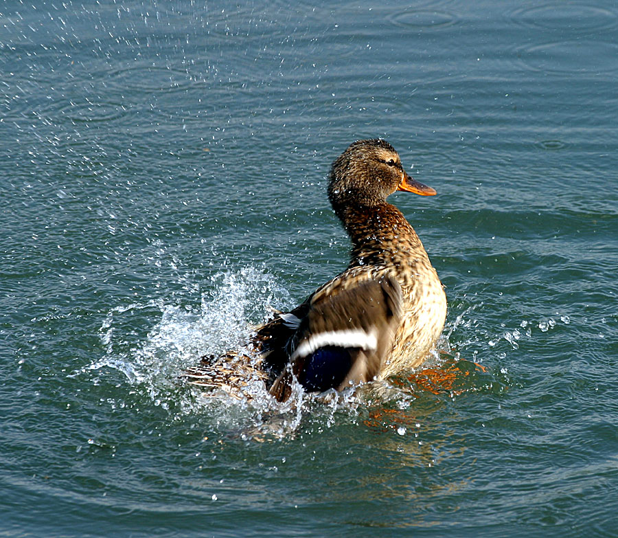 Waschtag in Entenhausen