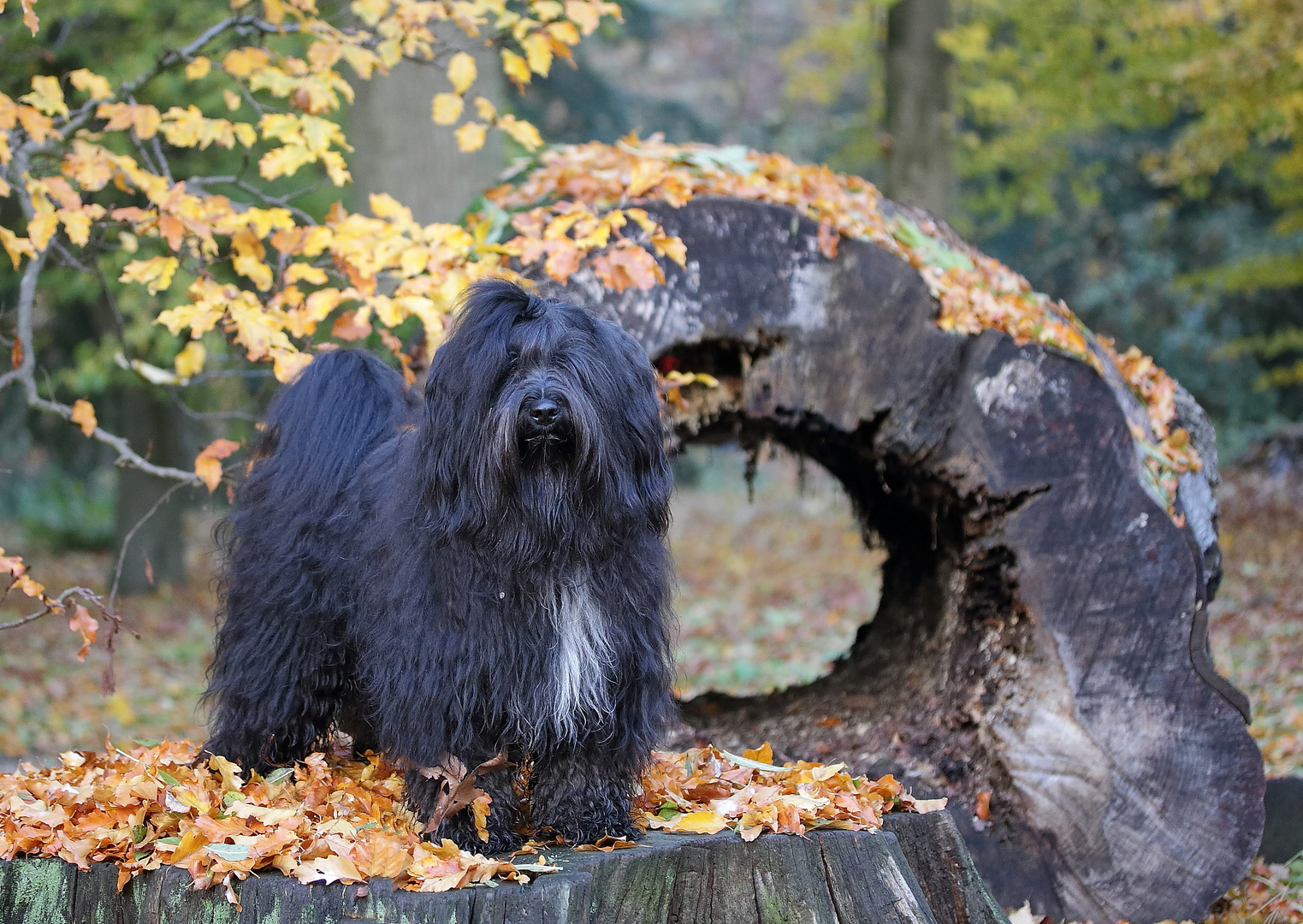 Wasco im Herbstwald