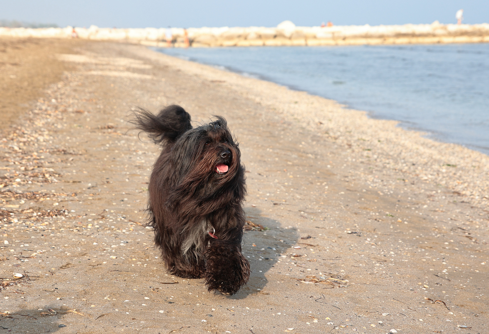 Wasco im Lido di Venezia.....