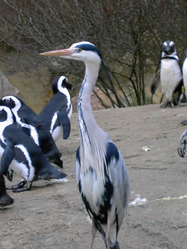 Waser Reiher bei den Pinguinen