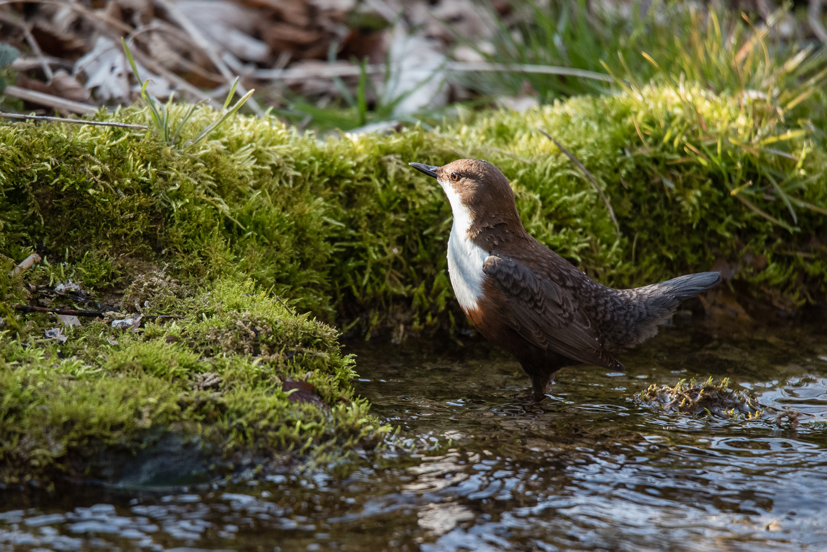 Waseramsel