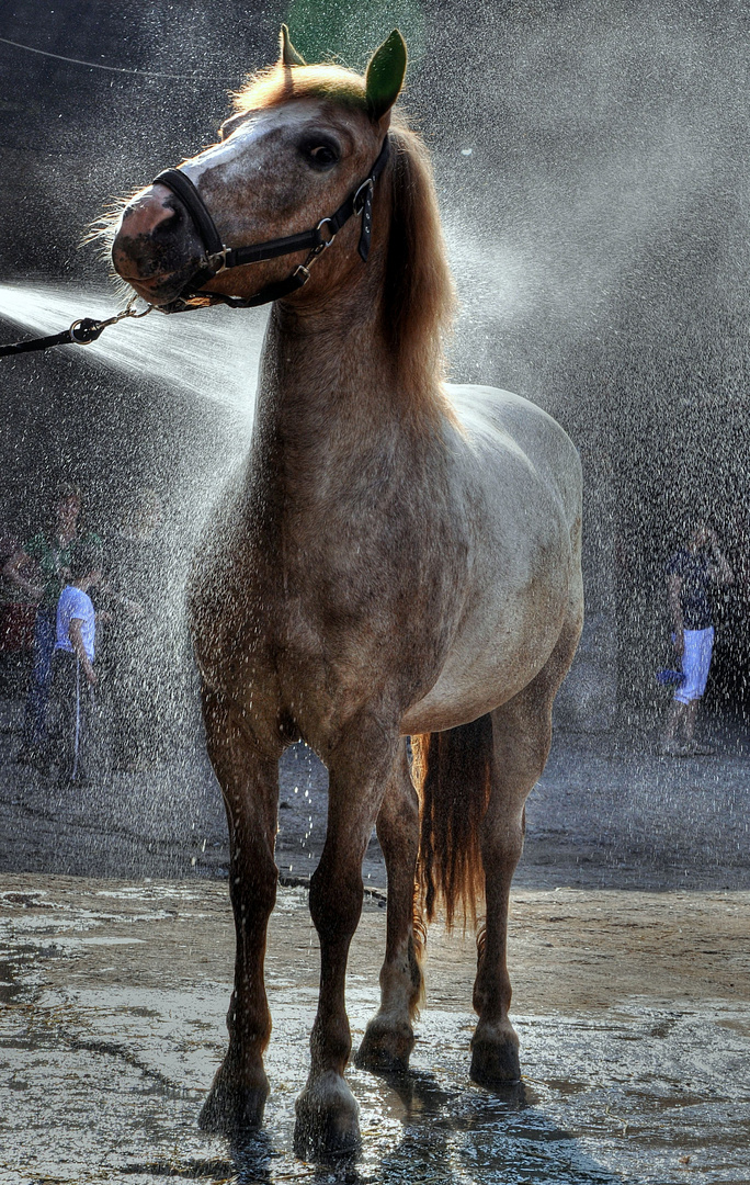 Wash Horse