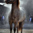 Wash Horse