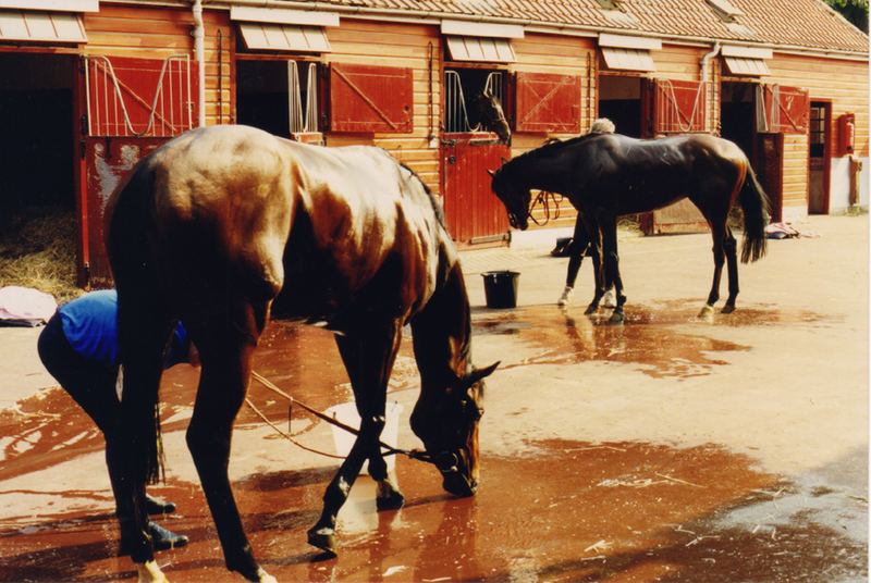 washdown