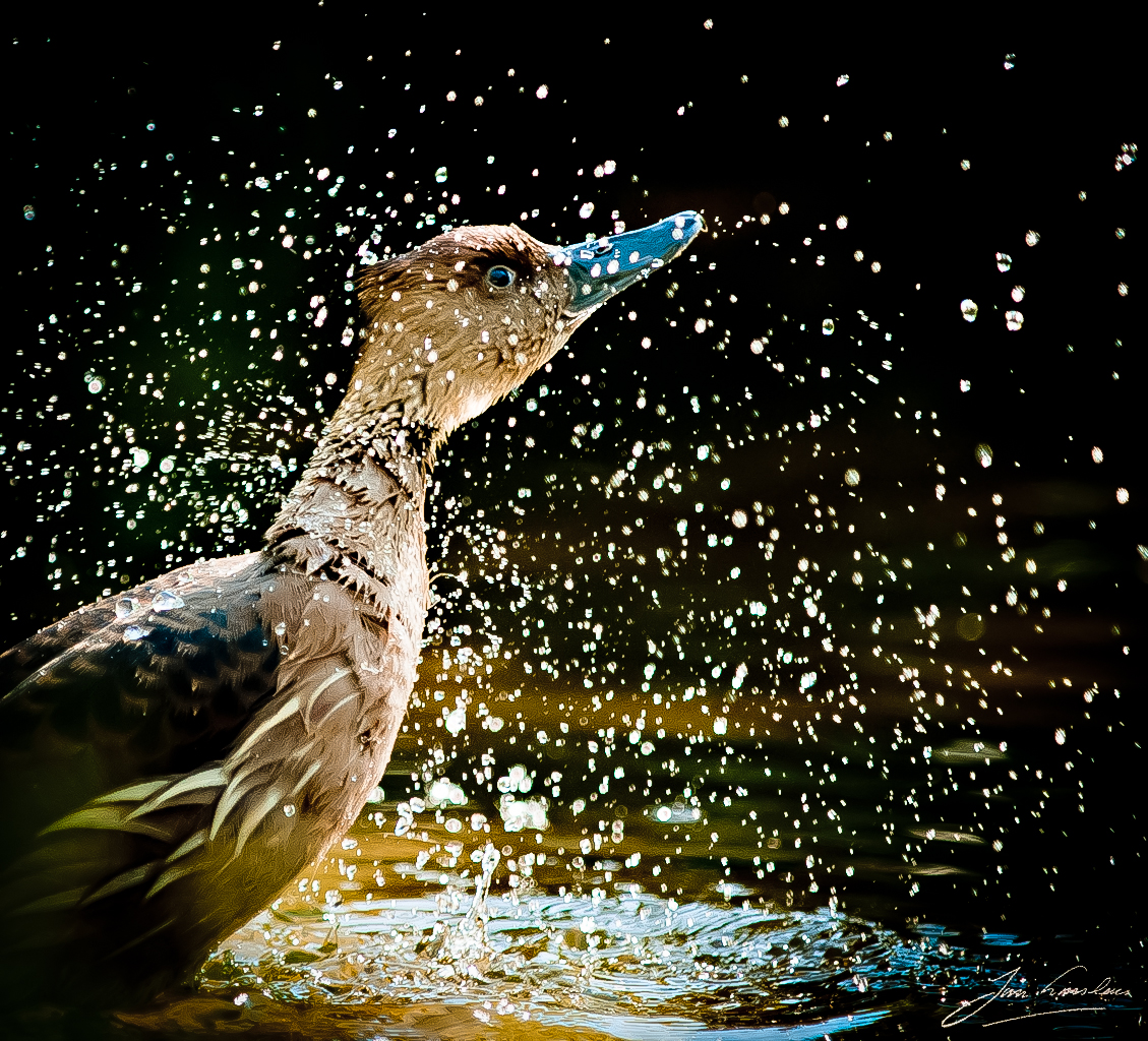 Washing Duck