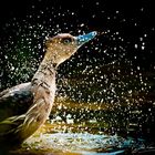 Washing Duck