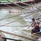 washing pigs and people in the Irrawaddy River in Mandalay