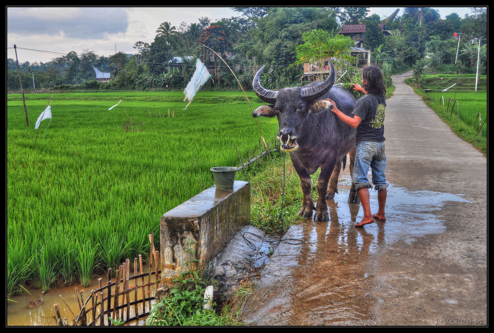 Washing the buffalo