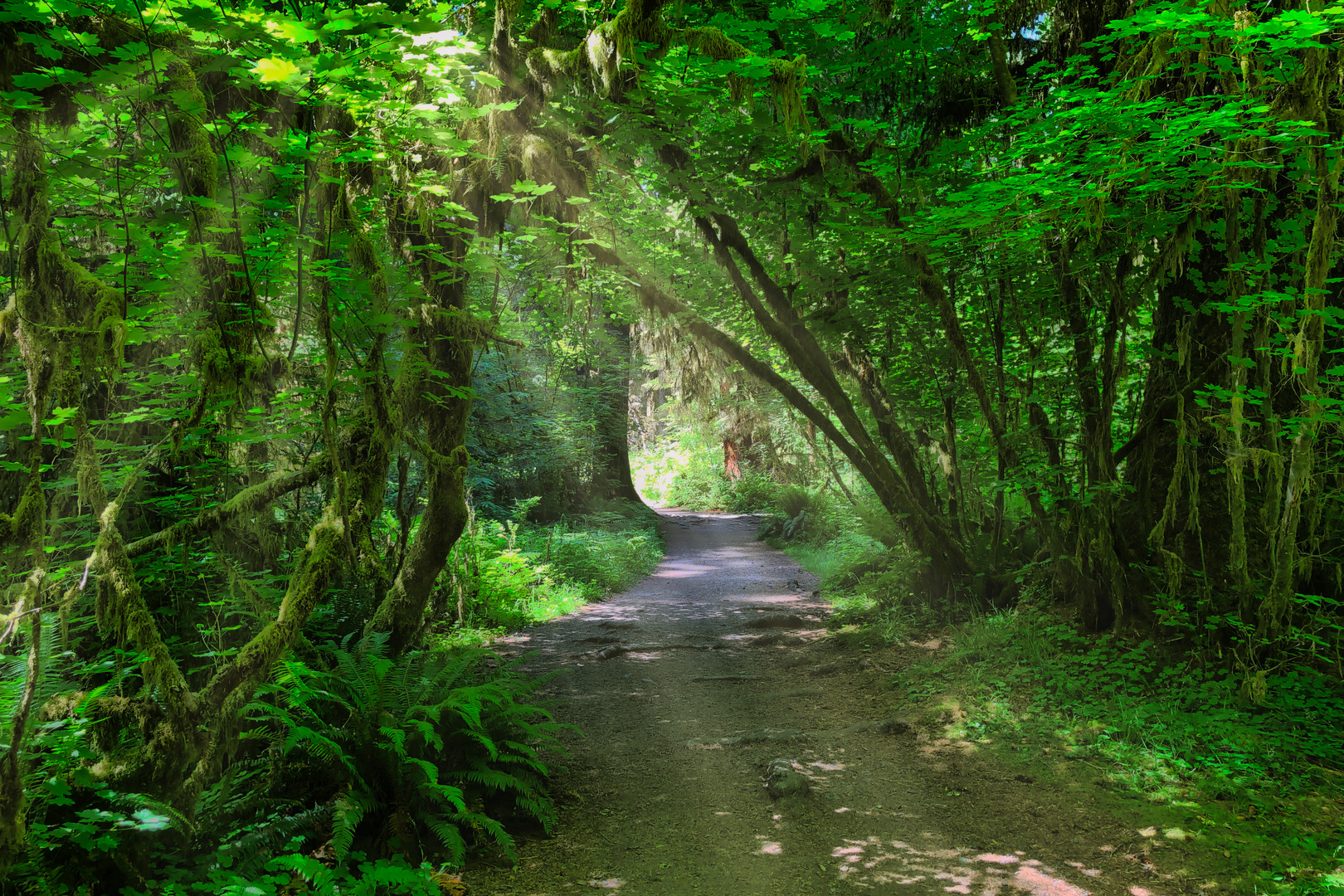 WASHINGTON - HOH RAIN FOREST