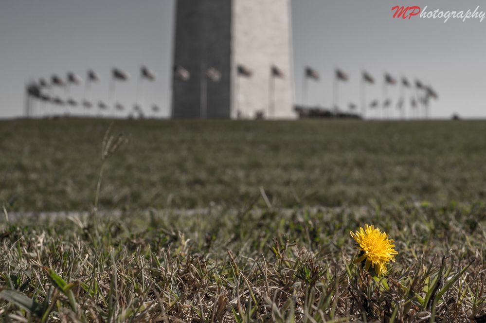 Washington Monument -DC