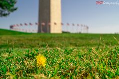 Washington Monument