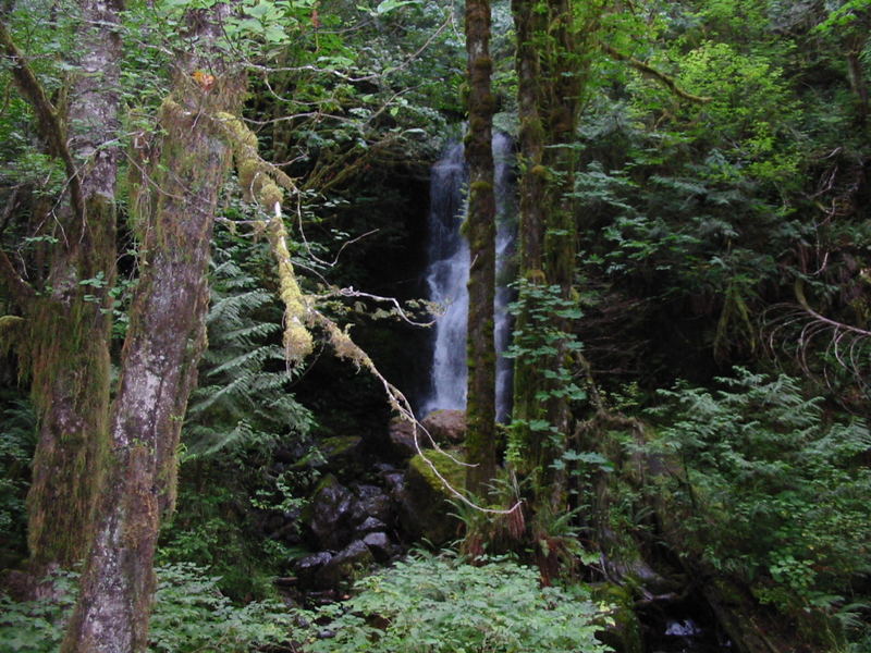 Washington Rainforest