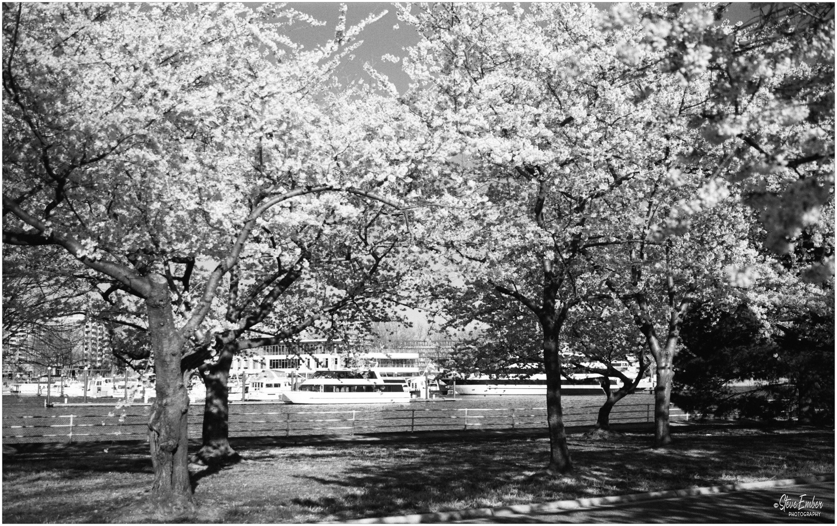 Washington Springtime No.2 - Cherry Blossoms in East Potomac Park