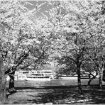 Washington Springtime No.2 - Cherry Blossoms in East Potomac Park