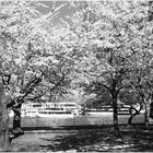 Washington Springtime No.2 - Cherry Blossoms in East Potomac Park