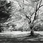 Washington Springtime No.3 - Bicyclists and Cherry Blossoms