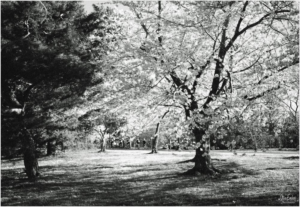 Washington Springtime No.3 - Bicyclists and Cherry Blossoms