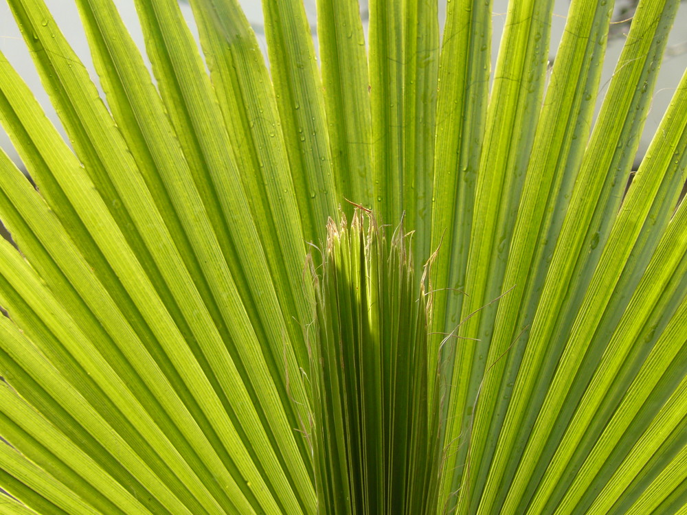 Washingtonia