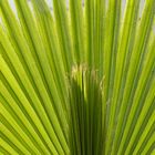 Washingtonia