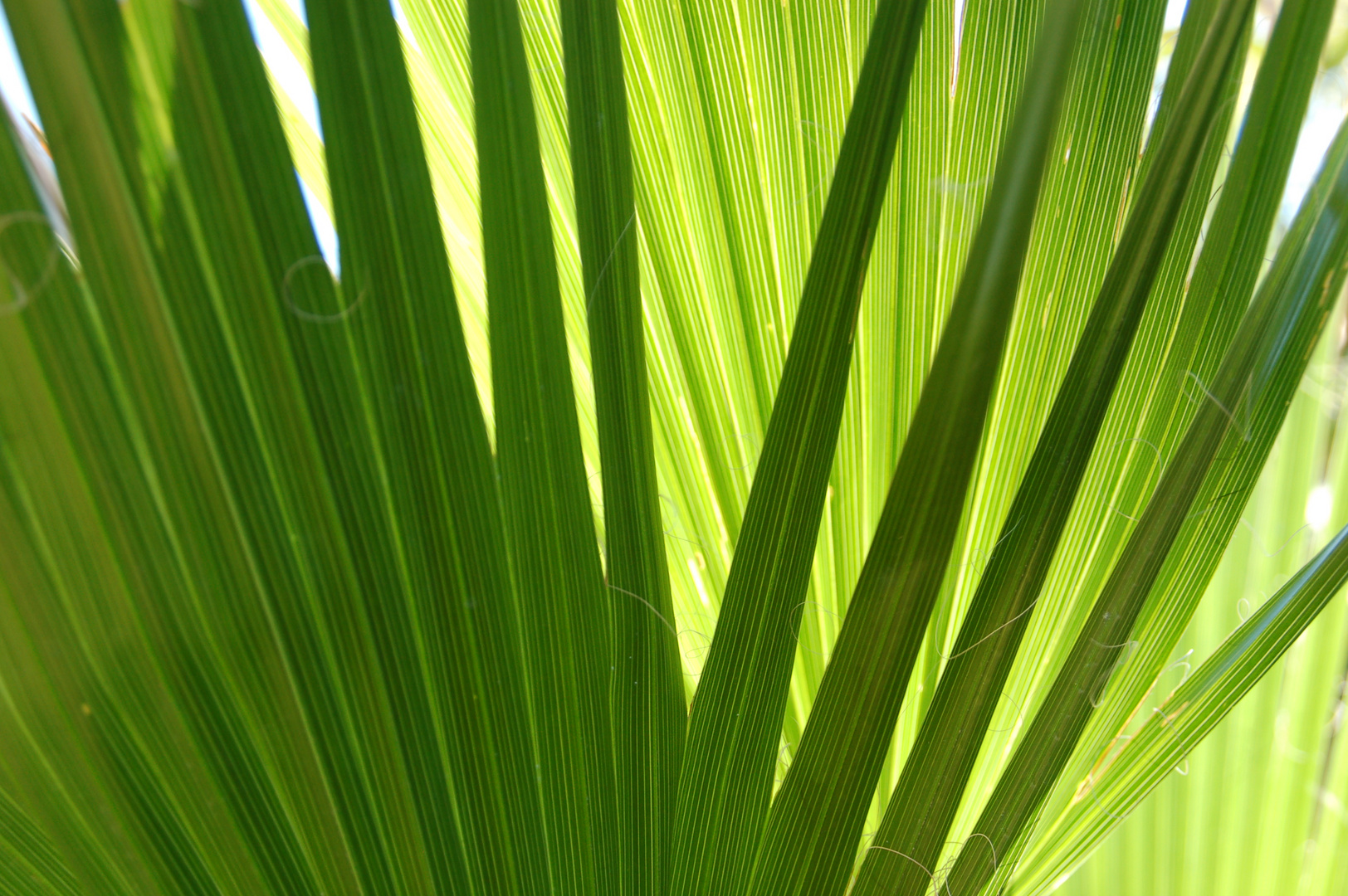 Washingtonia im Sommer