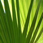 Washingtonia im Sommer