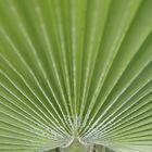 Washingtonia Robusta 