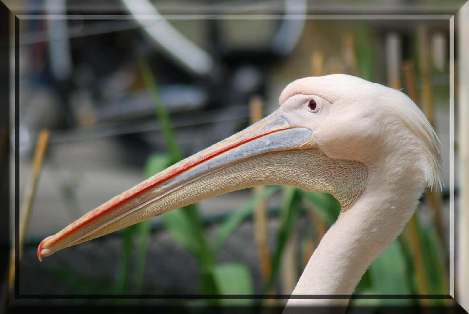 Was´n da los - Pelikan im Zoo Basel